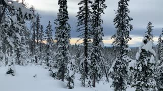 Scenic Snowy Forest Basin – Central Oregon – Vista Butte Sno-Park – 4K