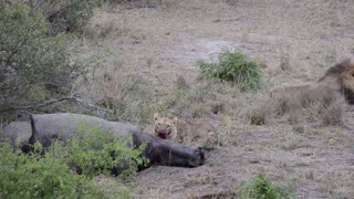 Lion family playing around/eating rhino in Kruger