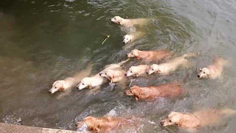Man Likes To Go Swimming With His 12 Golden Retrievers