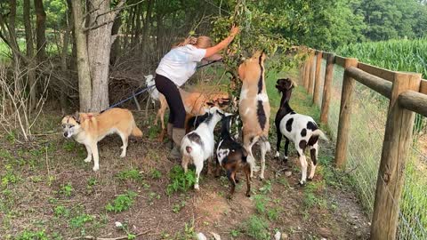 Evyennia Feeding the Goats 07.2021