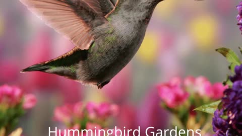 Hummingbird Garden Smithsburg Maryland Landscape Company