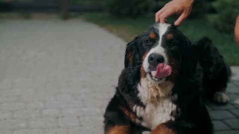 The dog's owner is petting him because the dog has caught a theif (new dog video)2023