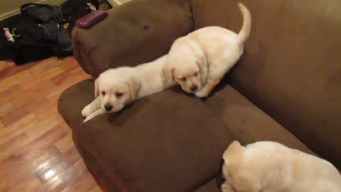 Perros Labradores Retriever jugando