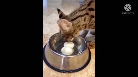 Funny cat eating egg