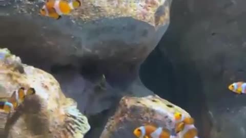 Happy Nemo in the aquarium