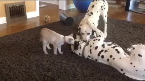 Wrestling match between 2 Dalmatians and a kitty