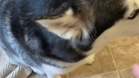 Guilty Husky Tries To Blame Other Dog! #shorts