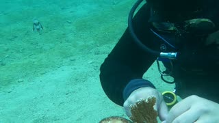 Marine Biologist ASMR