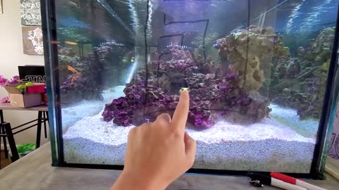 Baby Porcupine Puffer Fish Follows Finger Through Maze ||