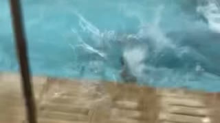 Corgi Coach Falls in the Pool at Swim Practice