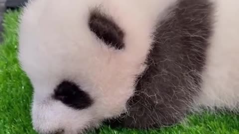 Ever heard S'pore's baby panda sneeze?