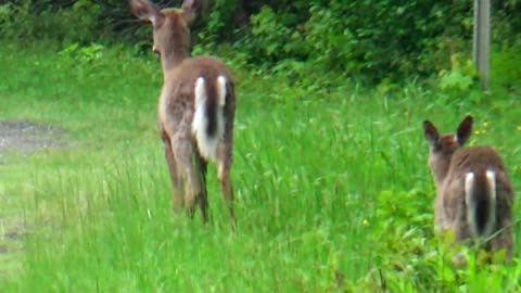 White-tailed deer