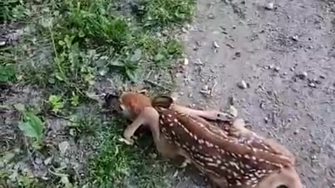 The Fawn Whisperer -baby deer in road, is it alive?