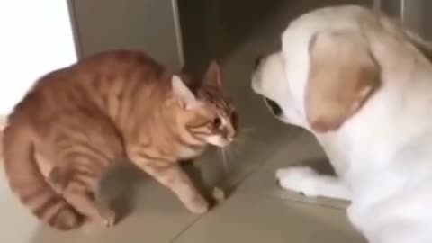 Cats Romance With dog Funnt cat videos