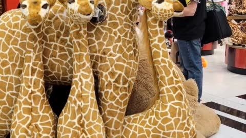 Giraffes at the airport