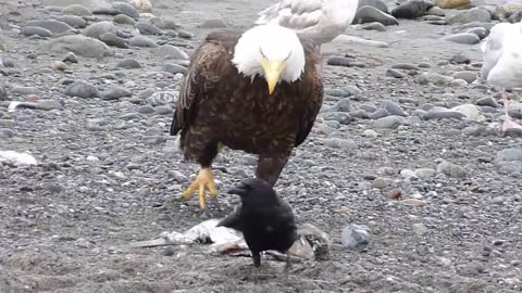 Eagle walking