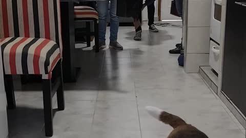 Human Helps Beagle Be Calm