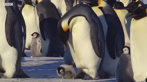 Baby Penguin Tries To Make Friends | Snow Chick: A Penguin's Tale | BBC Earth