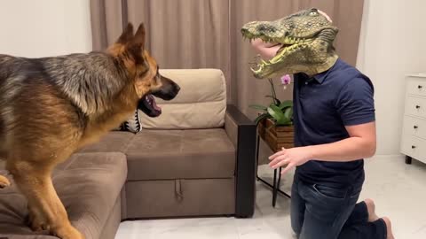 Will My German Shepherd Recognize Me in a Crocodile Mask