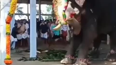 ELEPHANT ATTACK IN KERALA||