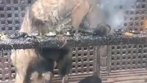 Goat in Nepal inhaling and exhaling smoke