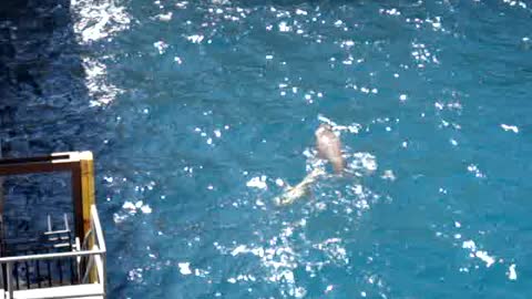 Seals taking a sun bath