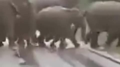 Family of Elephants crossing the road