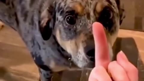 Dogs reaction in the face of the midlle finger