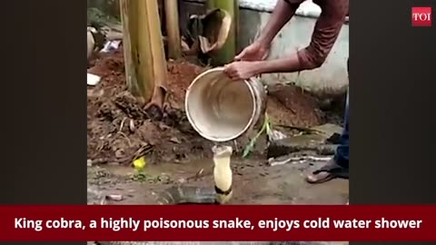 King cobra enjoys cold water shower