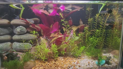 Guppy Paradise, Watching Vibrant Guppies Explore Their Home