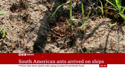 Invasive species of ants will cost Australiansmore than $22bn if left to run rampant | BBC News