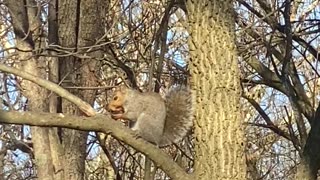 Squirrel Eating a Nut 11.2022