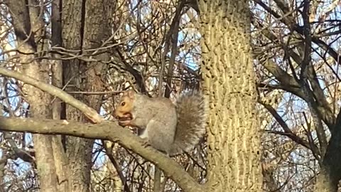 Squirrel Eating a Nut 11.2022