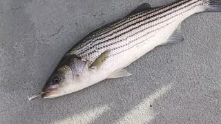 Striped bass