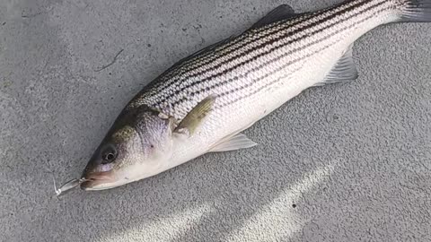 Striped bass