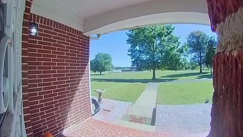 Gray Rat Snake Says Hello Through Doorbell Camera