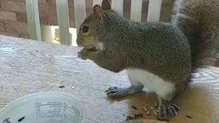 Feeding my cute and adorable friend/Mika The Squirrel 🐿️