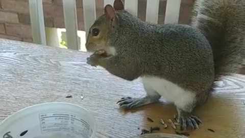 Feeding my cute and adorable friend/Mika The Squirrel 🐿️