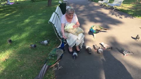 An old woman feeds birds in the park