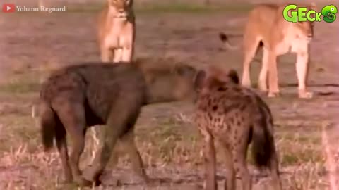 30 Moments wild Hyenas face the Deadliest predators in the wild animals fight