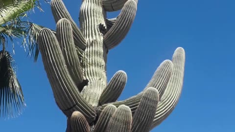 70 plus foot Saguaro and the biggest evil plot on earth today. 3/27/23