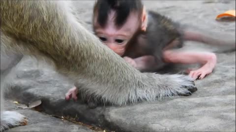 Cute newborn baby monkey is trying to walk, but she's still weak.