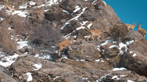 mountain goats