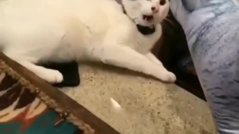 funny cat videos