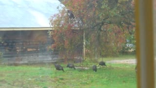 Wild Turkeys