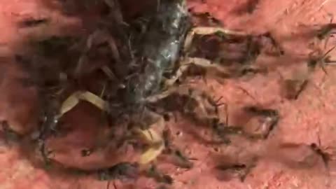 Ants kill a scorpion 😱