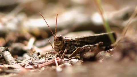 Grasshopper in nature | close-up focus HD Video