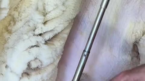 Satisfying Shearing of a Sheep