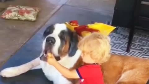 One of the laziest dogs in the world is the Saint Bernard race