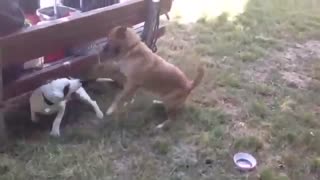 Brave pit bull puppy!